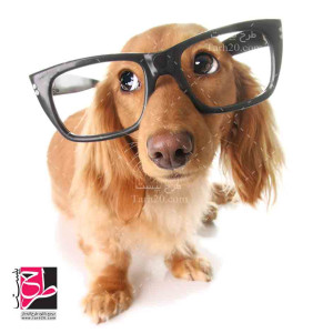 تصویر استوک و با کیفیت سگ با عینک