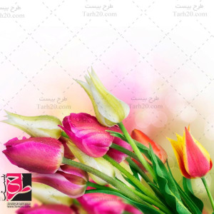 عکس استوک و با کیفیت گلهای رنگی