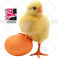 دانلود تصویر دوربری شده با کیفیت جوجه و تخم مرغ