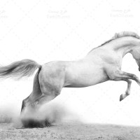 تصویر با کیفیت و استوک اسب سفید