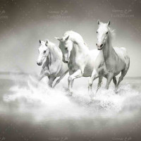 تصویر با کیفیت اسب های سفید زیبا