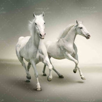 تصویر با کیفیت دو اسب سفید رنگ زیبا
