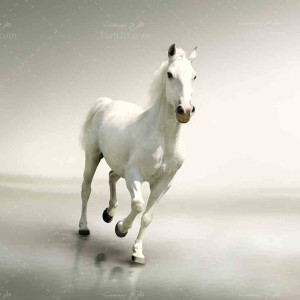 تصویر با کیفیت زیباترین اسب دنیا