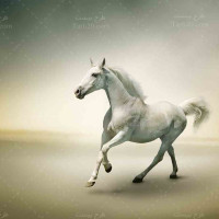 تصویر با کیفیت اسب سفید در غروب آفتاب
