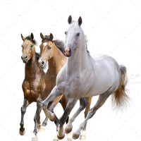 تصویر با کیفیت اسب های سفید و قهوه ای