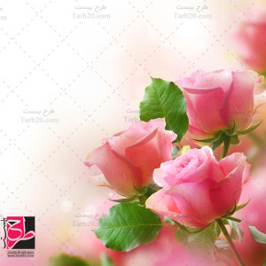 عکس با کیفیت گلهای رز صورتی