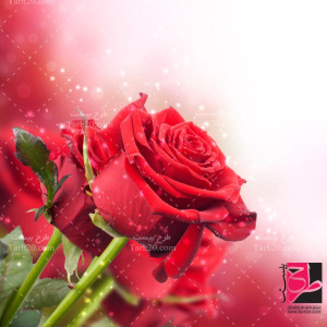دانلود عکس با کیفیت گل رز قرمز