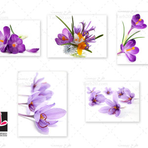 مجموعه تصاویر با کیفیت گل زعفران