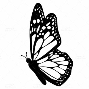 طرح وکتور پروانه سیاه و سفید